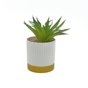 Suculenta base gold ribbon 16cm