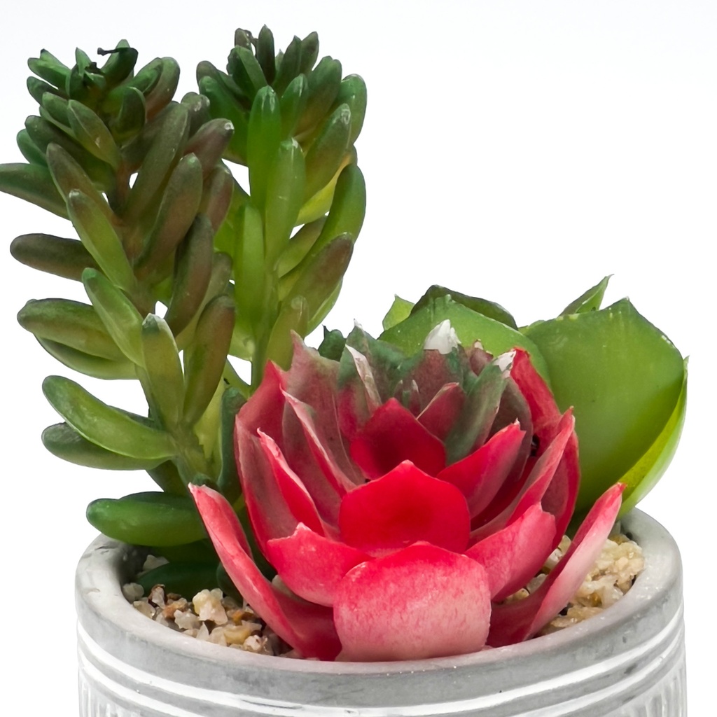 Suculenta mix base cemento 18,5cm