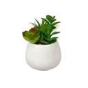 Suculenta mix base blanca 12cm