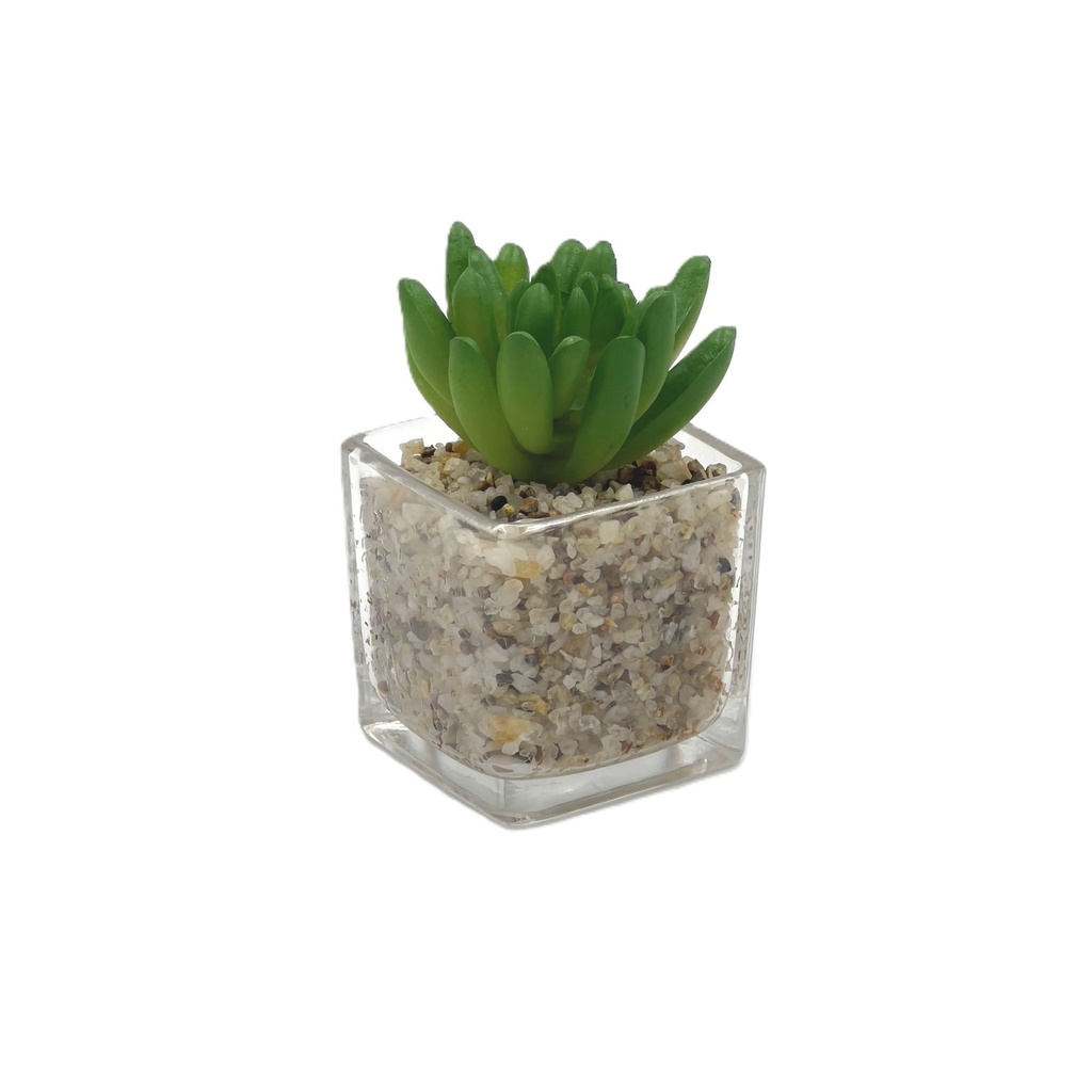 Suculenta oscura base vidrio 9cm