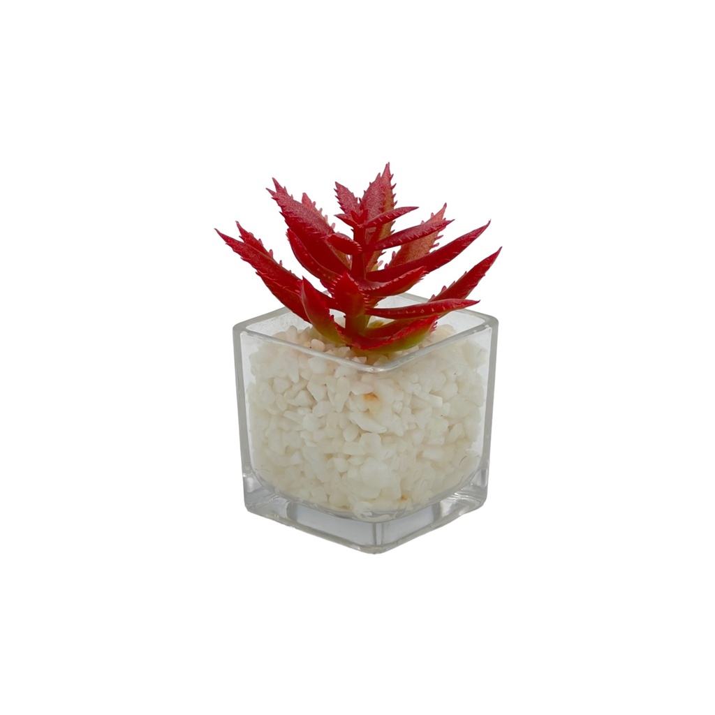 Suculenta rosada base vidrio 9cm