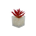 Suculenta rosada base vidrio 9cm