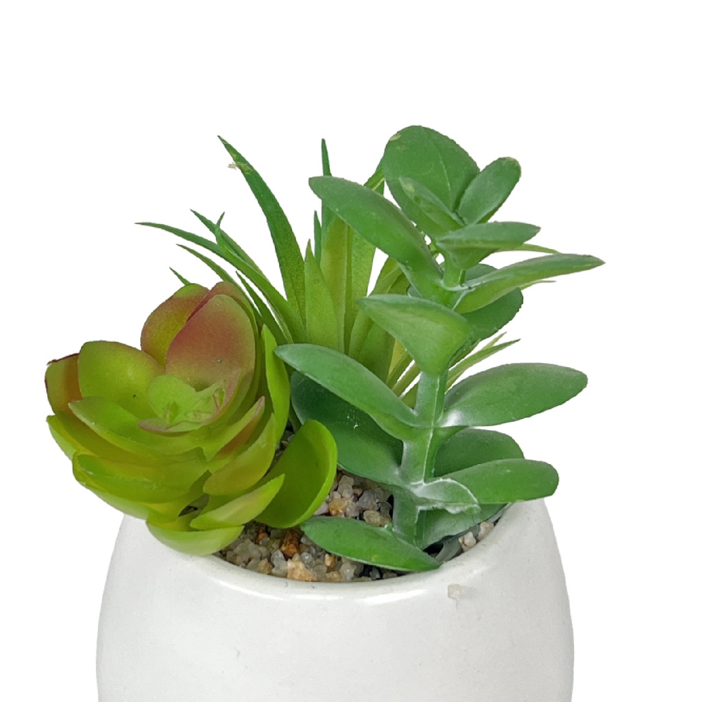 Suculenta mix base blanca 12cm