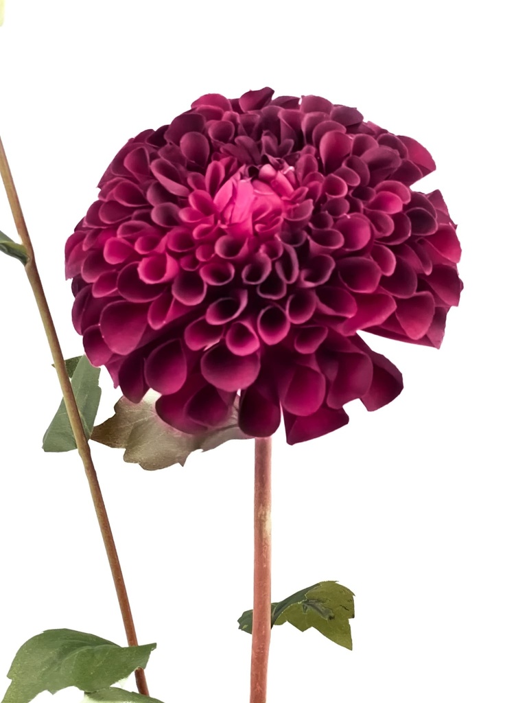 Dalia artificial morada